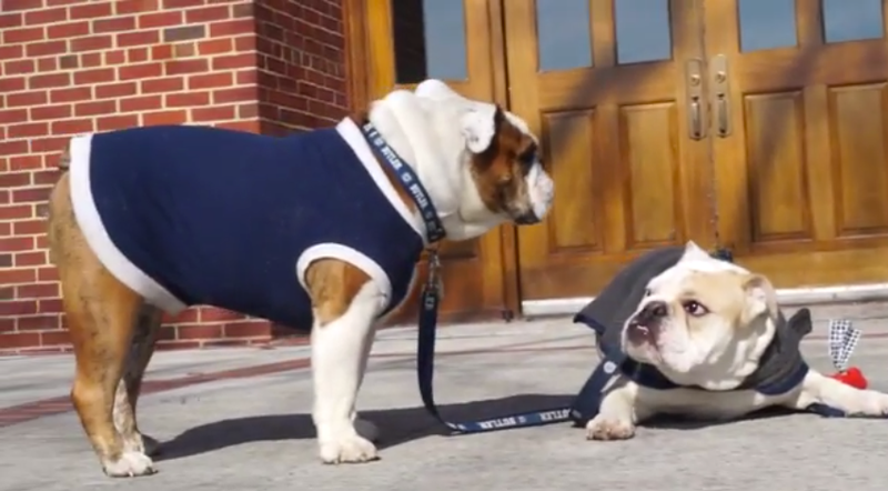Illustration for article titled Butler Bulldog And Georgetown Bulldog Hang Out, Pant Heavily Together